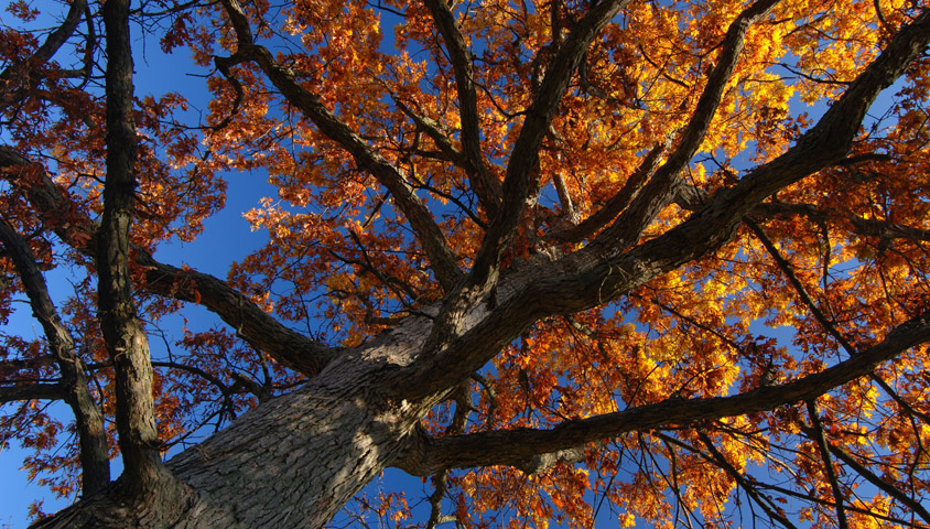 Black Oak/ Lupine Barren | Oak Openings Green Ribbon Initiative